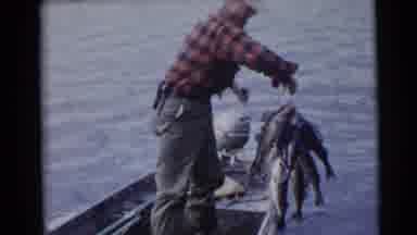 Baraboo Wisconsin USA (1953): Fisherman Pulls Out Huge Batch Of Fish At Once On