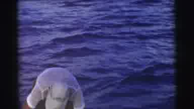 Miami Florida (1956): Fishing In The Ocean On A Sunny Afternoon With Friends