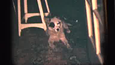 New York City (1956): The Playful Dog