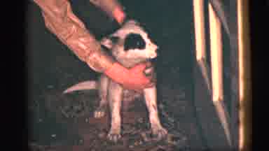 New York City (1956): Enjoying The Dog At A Family And Friends Party At Night