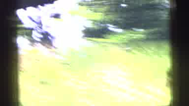 New York City (1956): Shaky Footage Of Woodland Filmed From The Inside Of A Moving