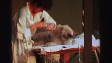 Lake Tahoe California (1969): Woman In White Bathrobe Shaving Curly Haired Dog On