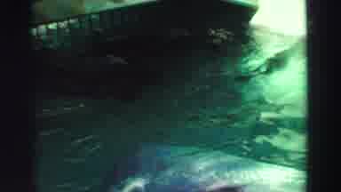 Lake Tahoe California (1969): A Group Of Sea Lions Swimming In A Water Park As