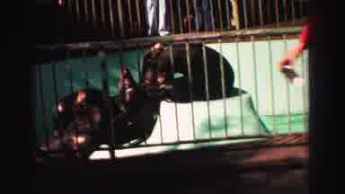 Lake Tahoe California (1969): Sea Lions At Animal Park Swim In Pool And Sun