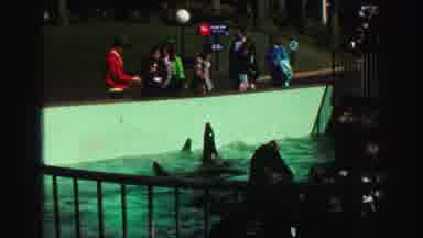 Lake Tahoe California (1969): Sea Lion Enclosure With Pool At Animal Park Guests
