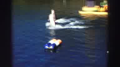 Lake Tahoe California (1969): Dolphins Swimming In A Lake With Boats And Hot Water