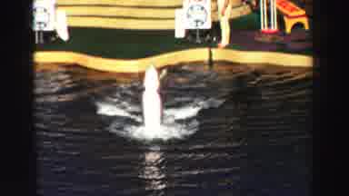 Lake Tahoe California (1969): Two Dolphins Raise Up In Water To Using Their Tail