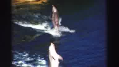 Lake Tahoe California (1969): Two Trained Dolphins Doing Various Impressive Tricks