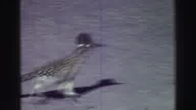 Lake Tahoe California (1969): Cute Wild Roadrunner Bird Typically Found In