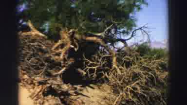 Lake Tahoe California (1969): View Of Green Trees And Mountains On A Bright Sunny