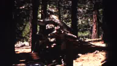 Lake Tahoe California (1969): A Beautiful View Of The Woods With Very Tall Trees
