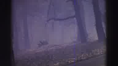 Lake Tahoe California (1969): A Scene Of Trees And Fog Lifting From A River In The