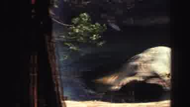 Lake Tahoe California (1969): A Lake Is Shown Through The Trees A Large Boulder