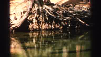 Lake Tahoe California (1969): View Of A Large Tree With Its Roots Exposed That Are