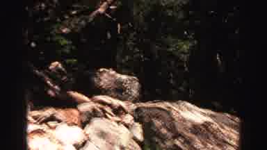 Lake Tahoe California (1969): Video Of Trees With Green Leaves In The Sunshine On