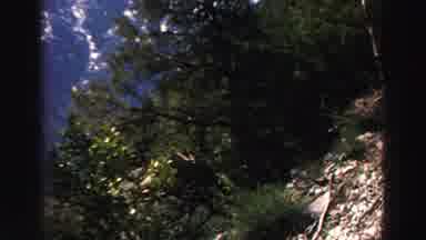 Lake Tahoe California (1969): Scenic View Of Trees And Mountains In The Distance