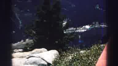 Lake Tahoe California (1969): Video Of Outdoors That Includes Footage Of Man