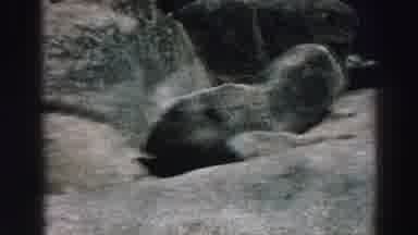 Lake Tahoe California (1969): A Lot Of Rocks Looking Like It Is In A Park