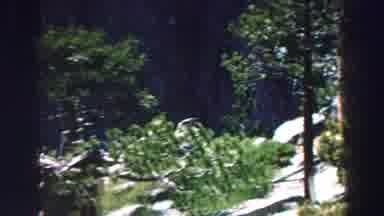 Lake Tahoe California (1969): Old Video Showing What Appears To Be A Dead Tree