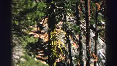 Lake Tahoe California (1969): Views Looking Up A Hill Of Rock And Trees