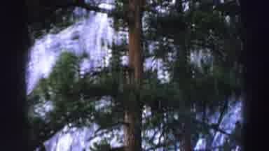 Lake Tahoe California (1969): Beautiful Tall Trees With Pine Needles Can Be Seen