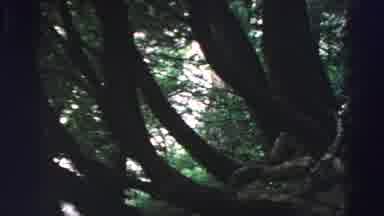 Lake Tahoe California (1969): Someone Is Taking A Video From A Very Tall Tree Of