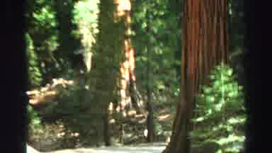 Lake Tahoe California (1969): View Of Large Trees In Pristine Forest On Day Of