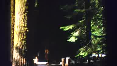 Lake Tahoe California (1969): An Unfocused Shot Of Very Old And Large Trees In A
