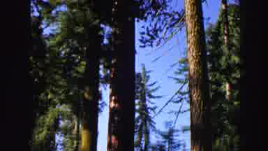 Lake Tahoe California (1969): A Camera Panning Upwards On A Very Tall Tree In The