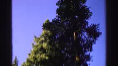 Lake Tahoe California (1969): Rising View In A Forest That Moves Upward Of A Very