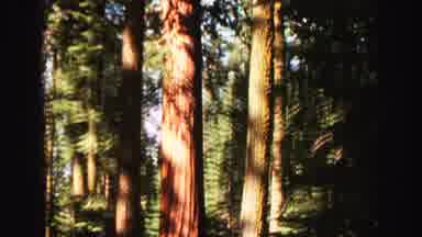 Lake Tahoe California (1969): Large Trees In An Area Of ââExtensive Untouched