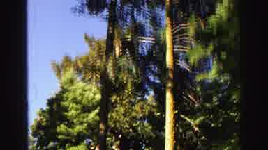 Lake Tahoe California (1969): View Of Very Tall Tree In Forest On Clear Summer Day