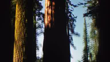 Lake Tahoe California (1969): A Stroll Through The Woods