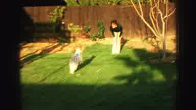 Lake Tahoe California (1969): Woman Plays With Little White Dog In Yard With