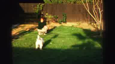 Lake Tahoe California (1969): Boy Playing With White Puppy In Backyard With