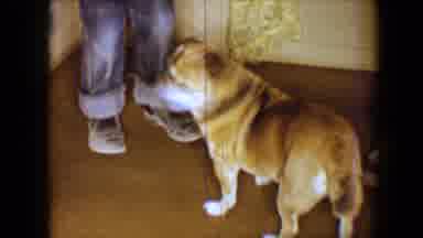 Disneyland California (1959): A Cute Dog Stands On Its Hind Legs Surrounded By A