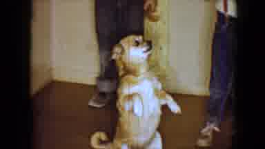 Disneyland California (1959): Old Footage Of A Chihuahua Dog Sitting Upright In A
