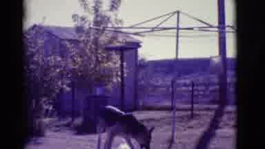 Clarkdale Arizona (1966): Dog, Run, Farm, Land, Washing Line, Bottle, Plastic, Day