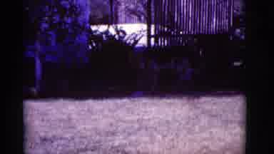 Clarkdale Arizona (1966): Large German Shepherd Walks Around In The Shadows Before