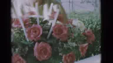 Clarkdale Arizona (1966): A Video Of Beautiful Fully Opened Pink Flowers In An