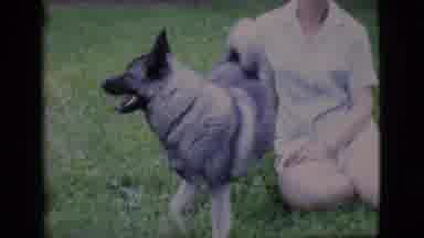Clarkdale Arizona (1966): A Woman Sits On The Lawn In Her Garden With Her Dog