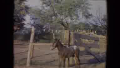 Flagstaff Arizona USA (1967): Two Horses Mostly Brown In Color One A Foal The
