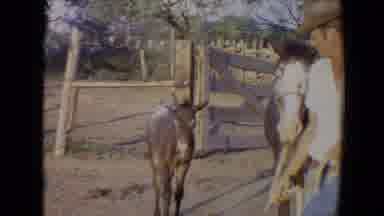 Flagstaff Arizona USA (1967): Person Walking Horse With White Face By Leash Small