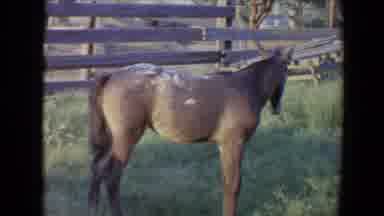 Flagstaff Arizona USA (1967): A Horse Walking Around Inside A Wooden Fenced In