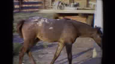 Flagstaff Arizona USA (1967): Donkey Or Small House Walking Around Farm