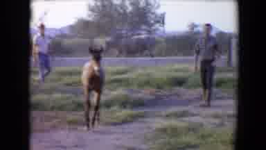 Flagstaff Arizona USA (1967): Adorable Happy Little Foal Trotting Past Two Men