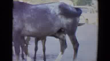 Flagstaff Arizona USA (1967): Foal On A Farm Ducks Under A Large Adult Horse