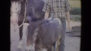 Flagstaff Arizona USA (1967): An Adult Horse And A Colt Are Walking Around A Farm