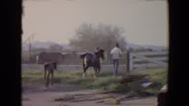 Flagstaff Arizona USA (1967): Man Leads Horse And Foal Across Farm