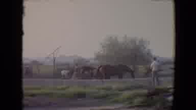 Flagstaff Arizona USA (1967): Children Playing Ball In A Grassy Field Cuts To